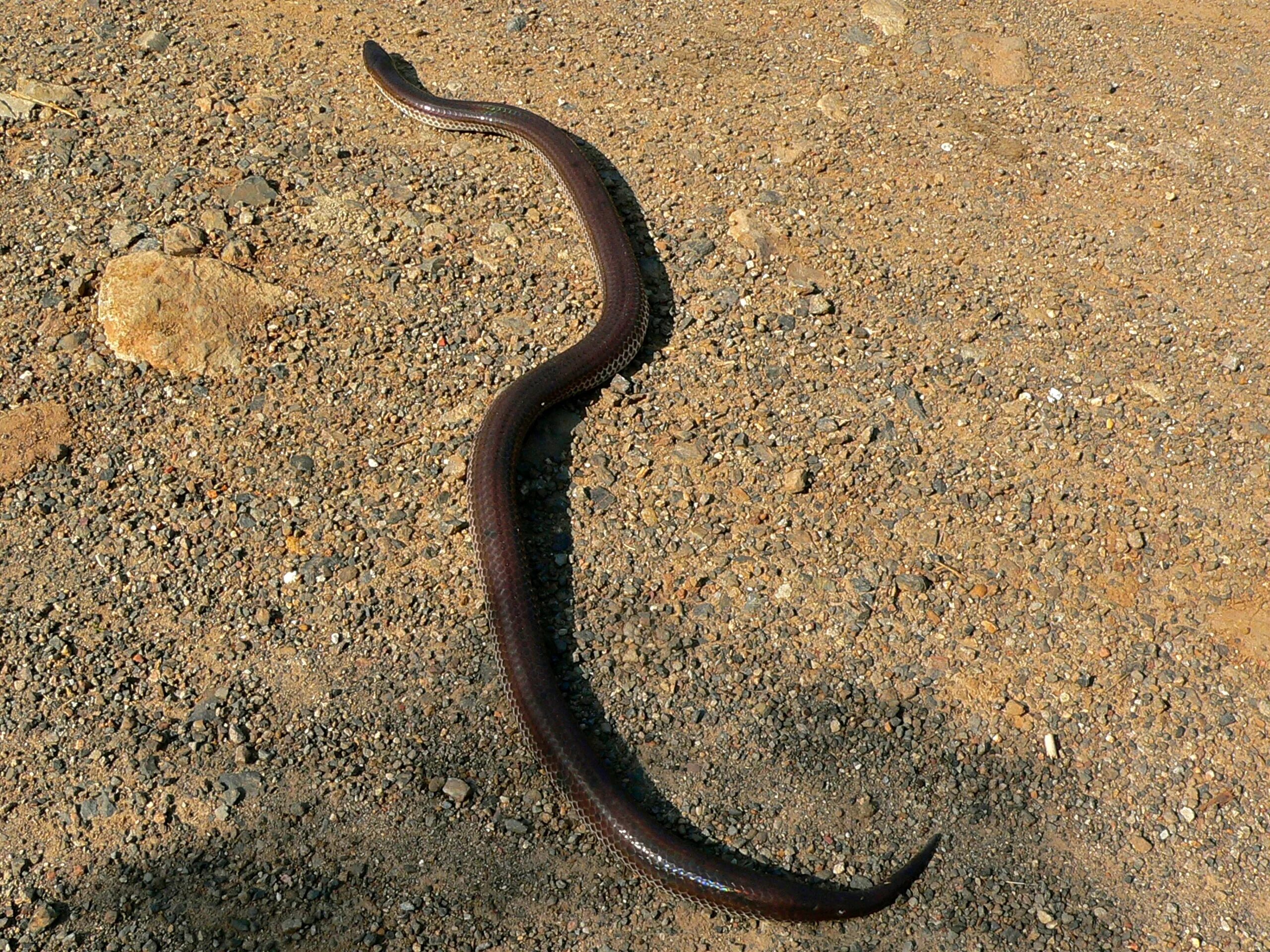 Змейка на солнце. Xenopeltis Unicolor. Лучистая змея Xenopeltis Unicolor. Xenopeltis hainanensis. Xenopeltis Unicolor и Xenopeltis hainanensis.