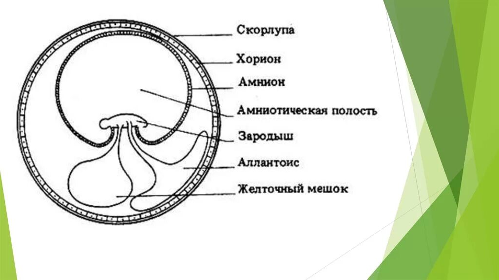 Оболочка яйца рептилий. Строение яйца и зародышевые оболочки. Амнион хорион аллантоис. Зародышевые оболочки амниот. Аллантоис амниотическая оболочка.