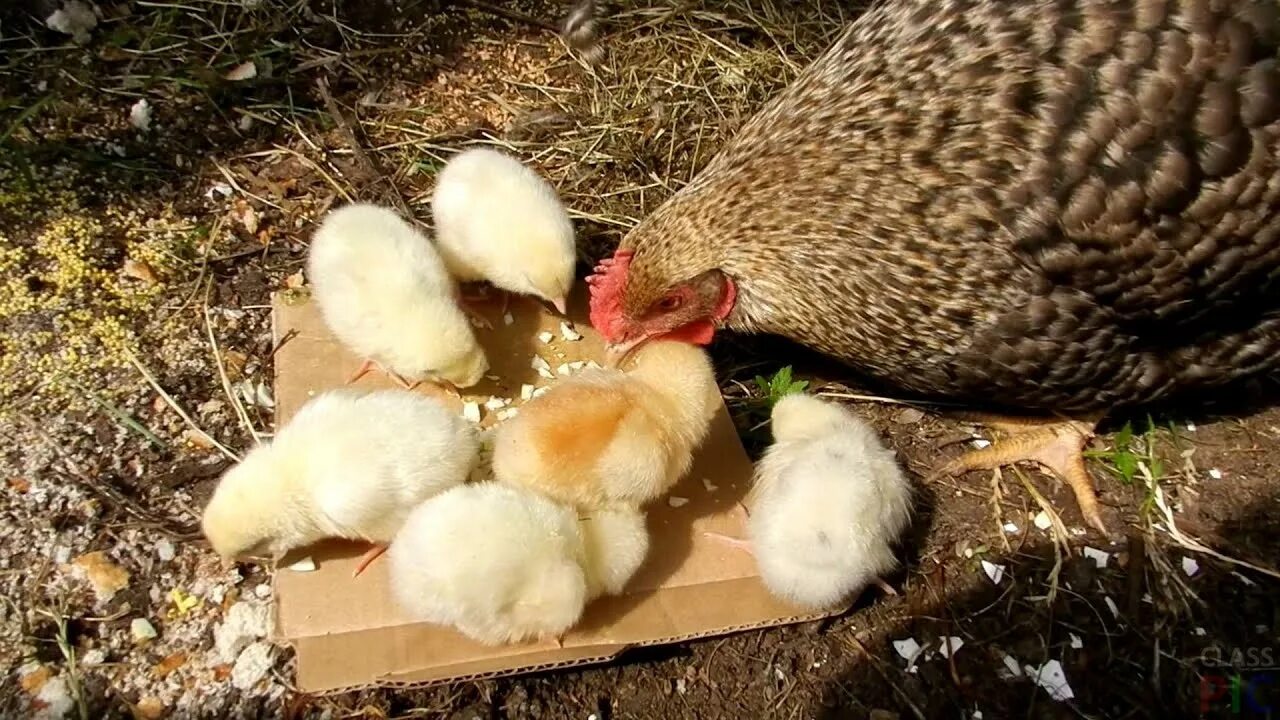Курица первого дня. Курица с цыплятами. Зерно для цыплят. Курочка с цыплятами. Цыпленок клюет.