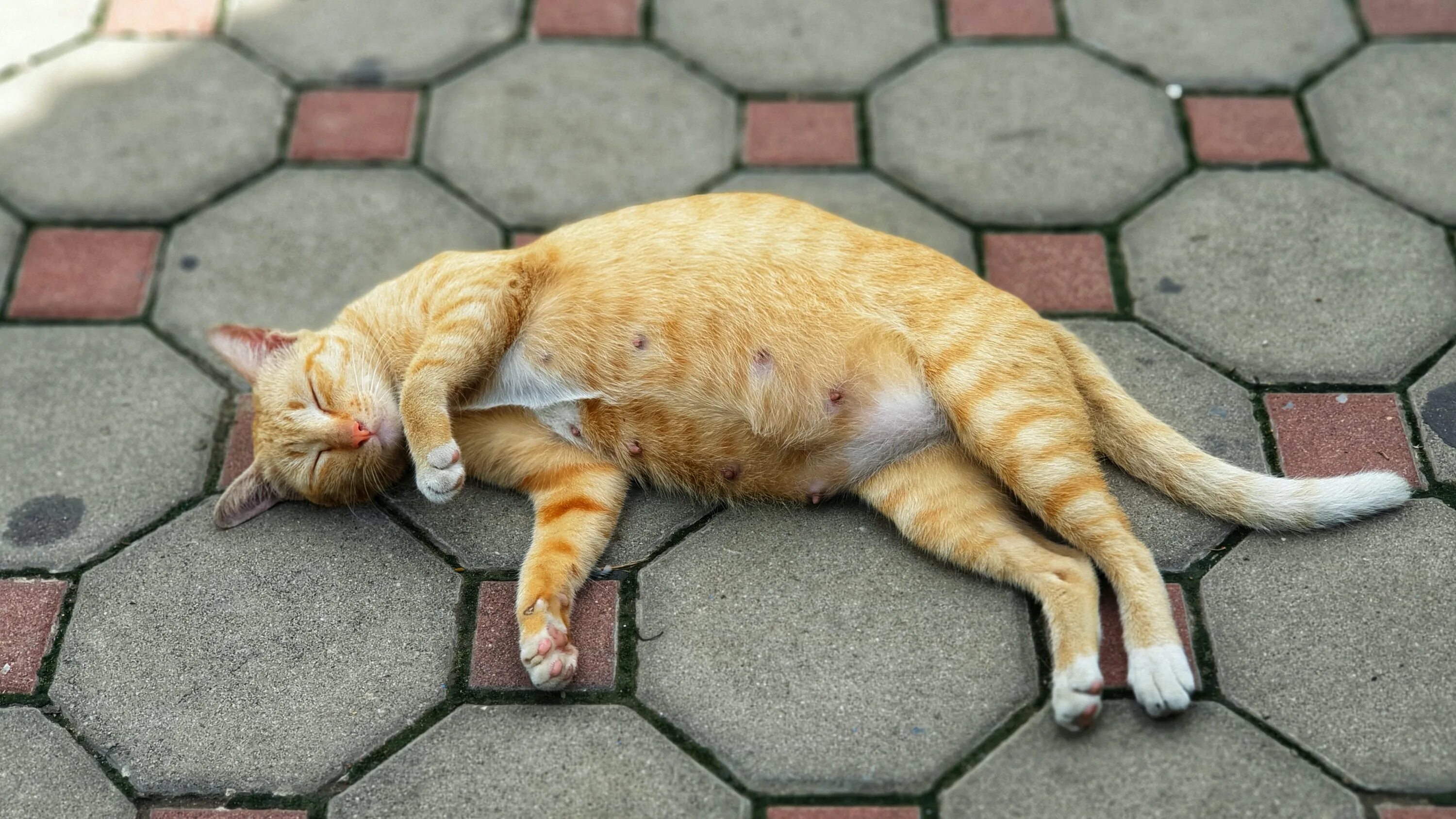 Cat start