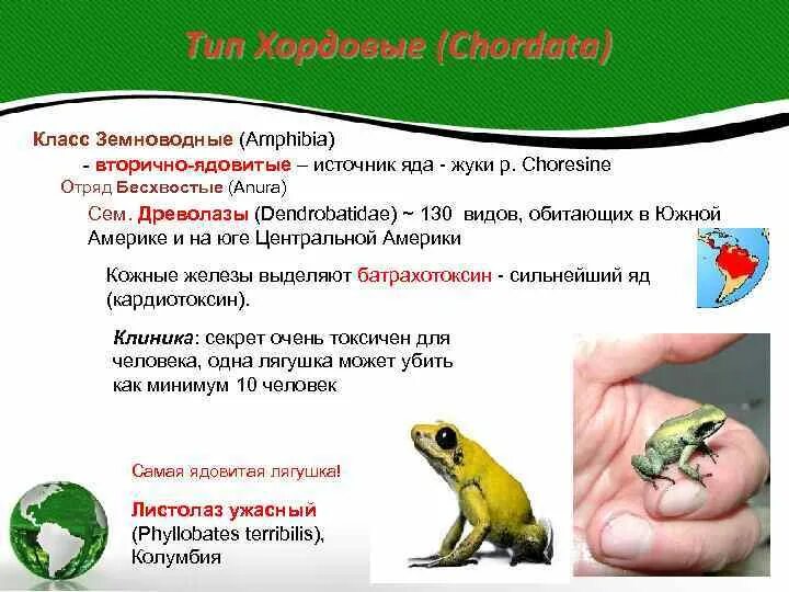 Тип хордовые класс земноводные таблица Картинки ХОРДОВЫЕ ТАБЛИЦА 8 КЛАСС