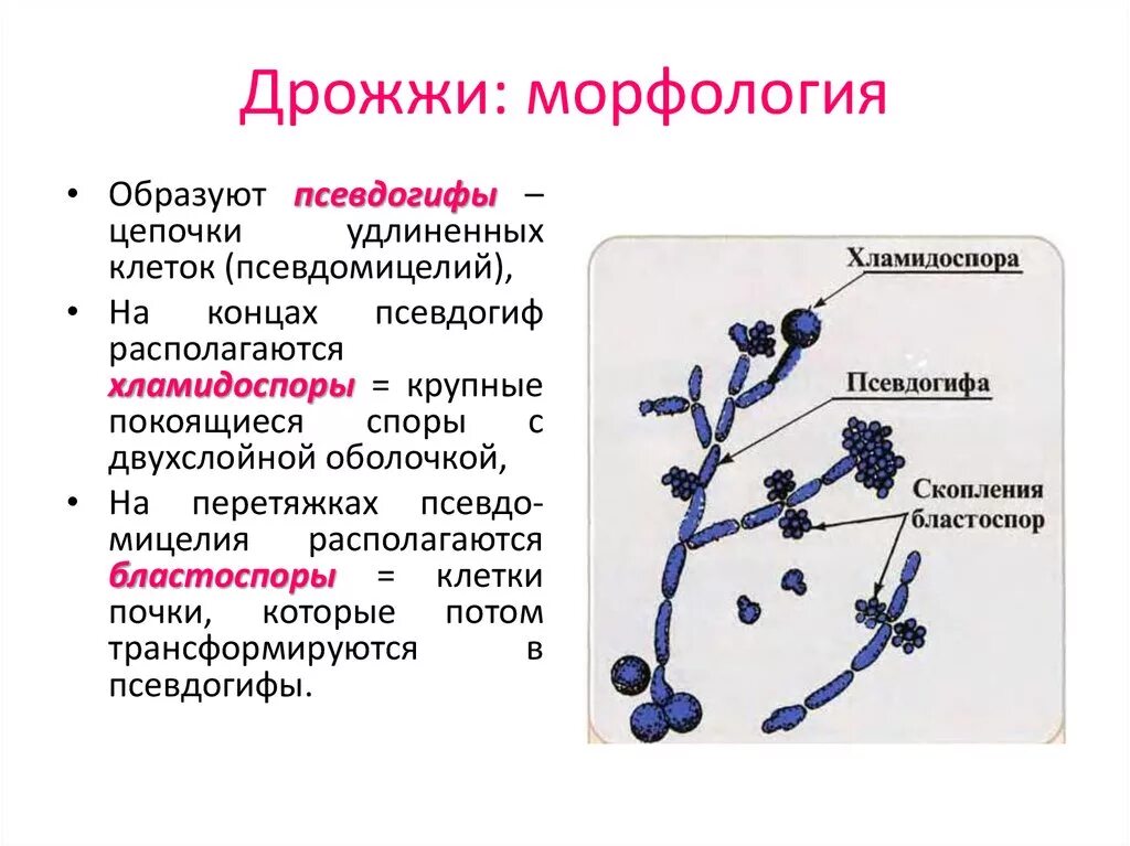 Дрожжеподобные грибы: псевдомицелий. Бластоспоры и псевдомицелий. Дрожжевые грибы микробиология строение. Строение дрожжей микробиология. Почему некоторые одноклеточные грибы называют патогенными