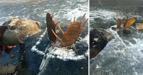 Величественное животное застывшее в нескольких десятках