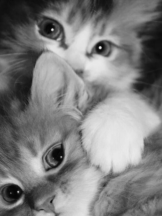 Маленькие котята пушистые. Манчкин абиссинский. Cute cats 1. Разноцветные котята. Cute cats 1.
