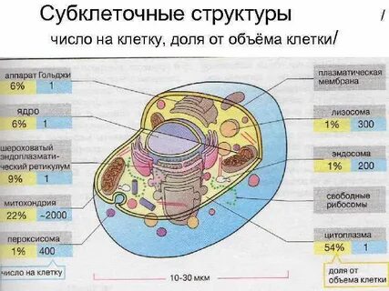 Строение жизнь клетки