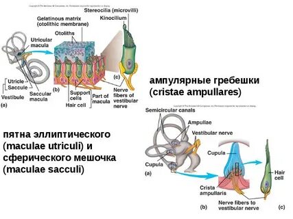 Вестибулярный анализатор мышечное чувство осязание