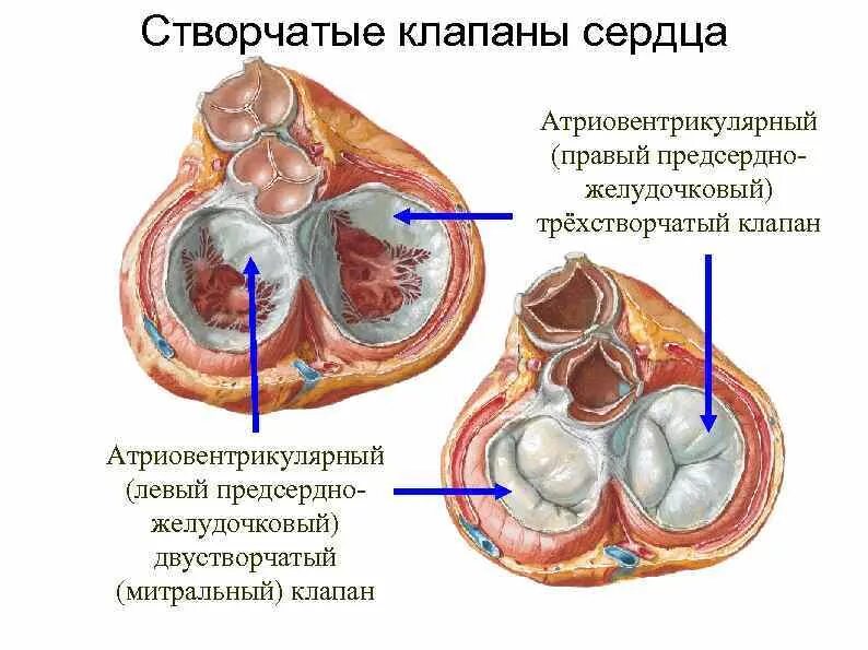 Двустворчатый клапан и трехстворчатый клапан сердца. Трехстворчатый атриовентрикулярный клапан сердца расположен. Клапаны сердца правый предсердно желудочковый клапан. Створки трикуспидального клапана анатомия. Клапан правого предсердно желудочкового отверстия