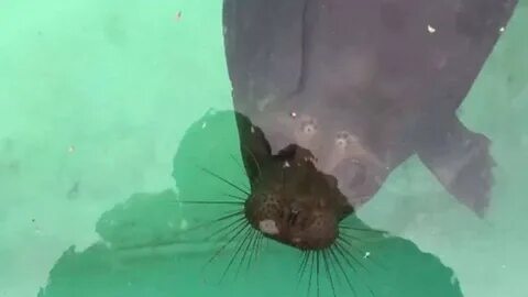 Кот крошик из перми видео