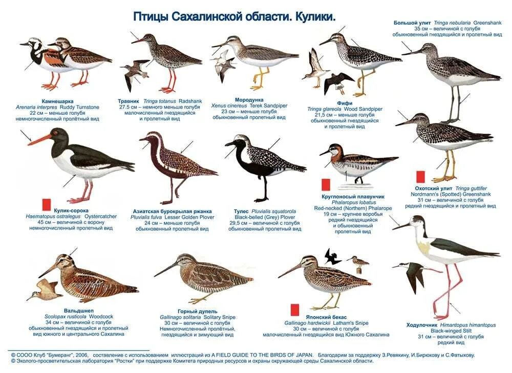 Древнерусские названия птиц. Перелетные водоплавающие птицы России. Кулик Перелетная птица. Перелетные птицы Татарстана названия. Перелетные птицы средней полосы.