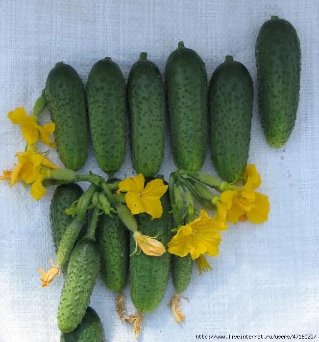 огурец богатырская сила f1 манул. огурец мечта дачника f1. огурец f1 богатырская сила 10 шт манул. огурец богатырская сила f1 манул. огурец ф 1 богатырская сила.