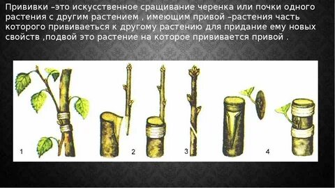 Виды черенков растений