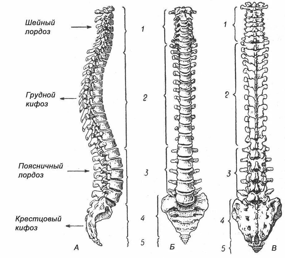 Верную последовательность расположения отделов позвоночника. Отделы позвоночника изгибы позвоночника анатомия. Позвоночный столб анатомия строение. Позвоночный столб и строение позвонка. Позвоночный столб вид сбоку рисунок.