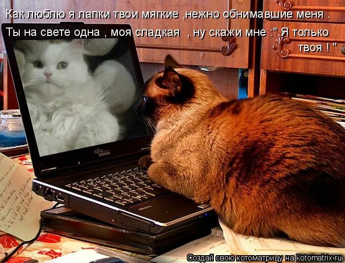 фото как твои лапки?. мой котик. спасибо с лапой. твои лапки. твои лапки.