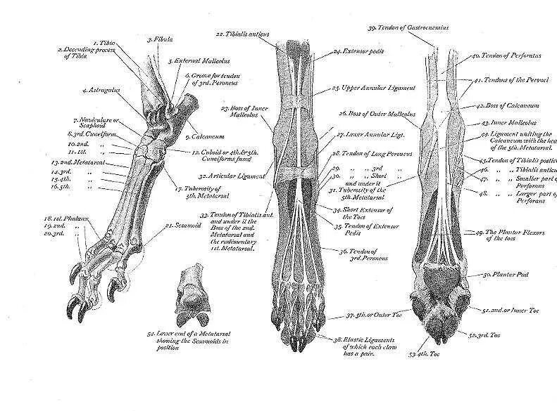 Анатомия задней конечности собаки. Анатомия костей задних конечностей кошки. Плюсна анатомия собаки лапа. Строение задних конечностей собаки. Строение лапок