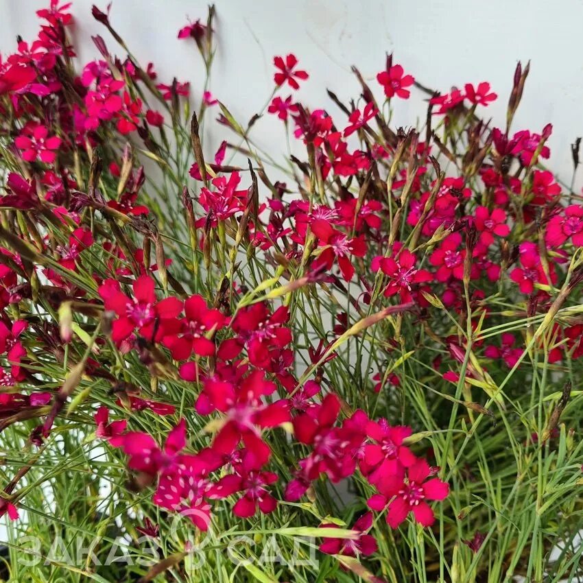 Гвоздика травянка цветок. Травянка уход. Гвоздика травянка (dianthus deltoides). Гвоздика травянка. Гвоздика травянка.
