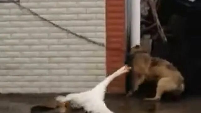 Гусь укусил меня песня айова. Гусь укусил меня песня айова. Гусь щипается. Мое тотемное животное мемы. Гусь кусает.
