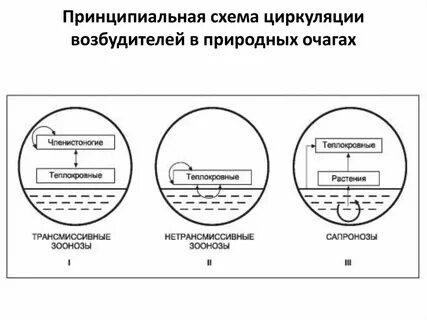 Схема возбудителя