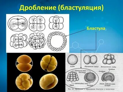 Дробление зиготы и образование бластулы