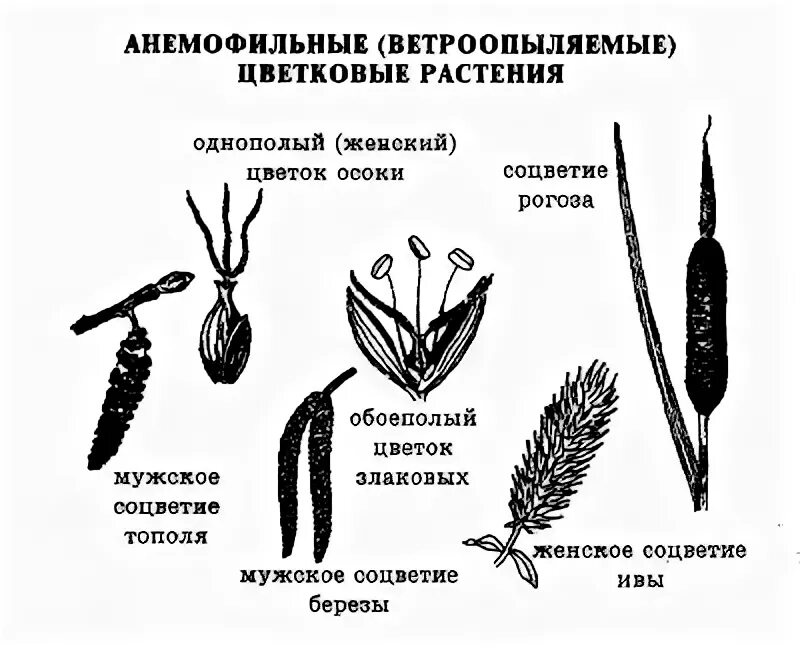 Ветроопыляемый цветок пшеницы. Пыльца ветроопыляемых растений. Строение цветка ветроопыляемых растений. Соцветия ветроопыляемых растений.