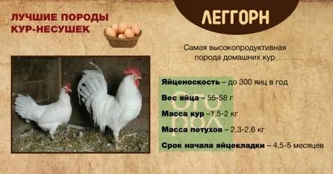 Какие породы кур несушек самые лучшие