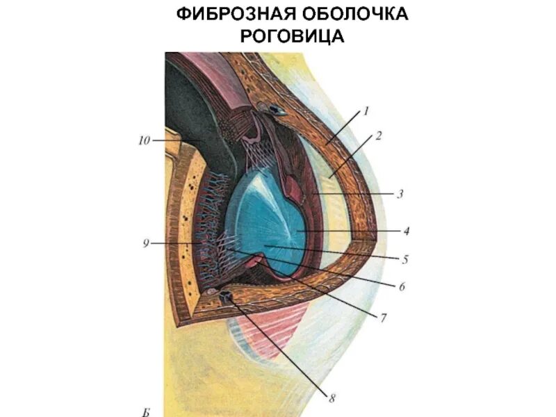 Фиброзная оболочка роговица. Строение фиброзной оболочки. Фиброзная оболочка глаза. Фиброзная оболочка ЖИО роговица. Функции фиброзной оболочки