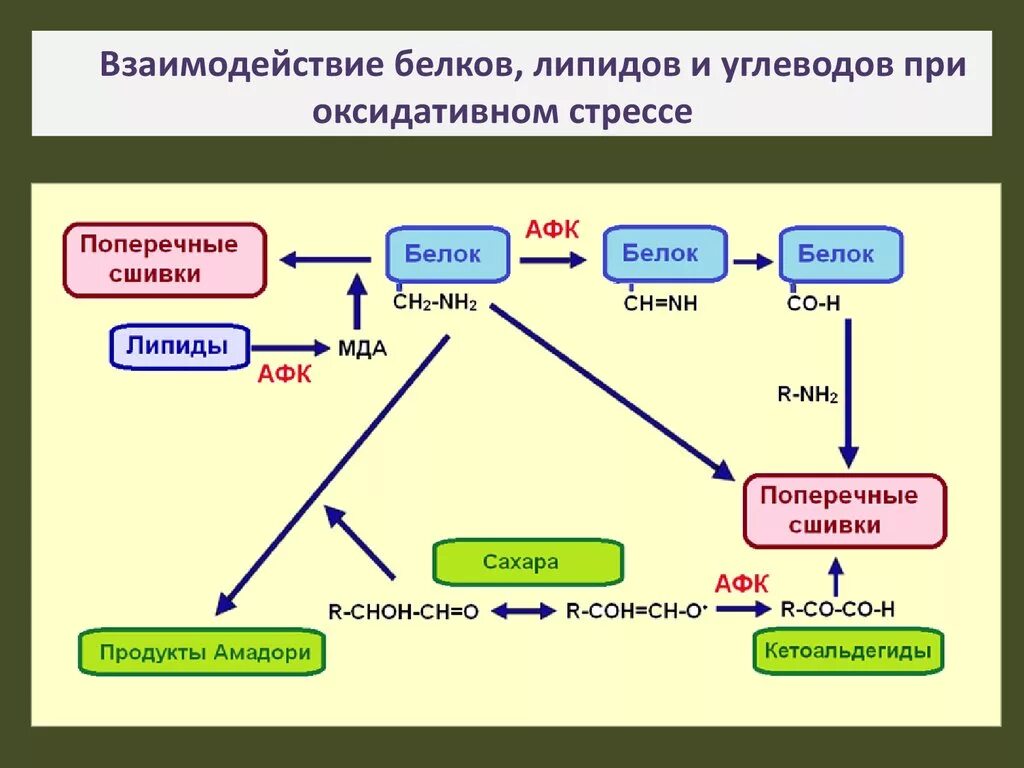 Углеводы липиды строение. Схема взаимосвязь белков липидов углеводов. Функции белков липидов и углеводов таблица. Взаимосвязь обмена углеводов, липидов и белков.. Взаимосвязь белков липидов и углеводов.