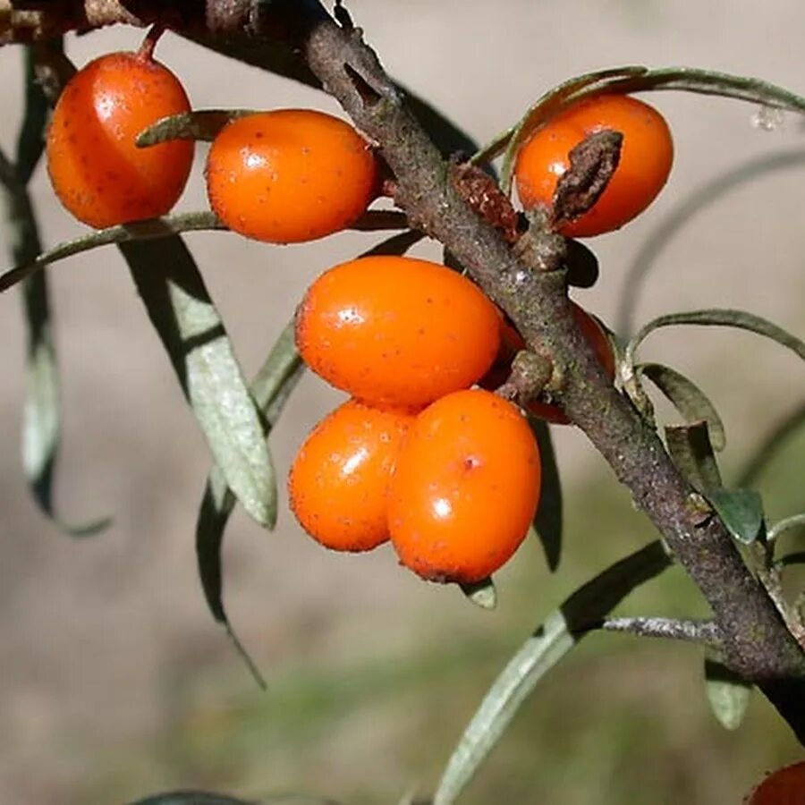 Yabani