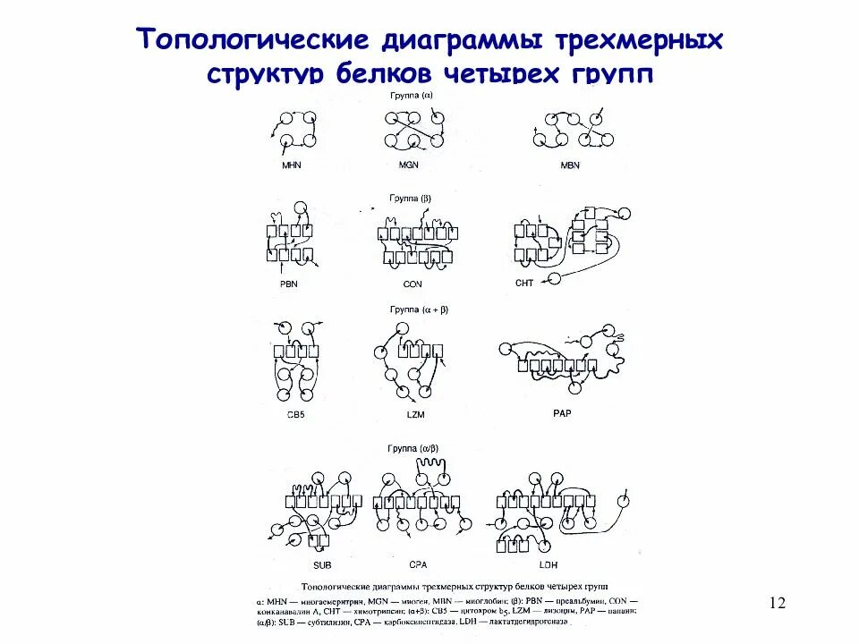 Тест 4 белки. Топологическая диаграмма белков. топологические белки. строение белков диаграмма. топологически егоуппы.