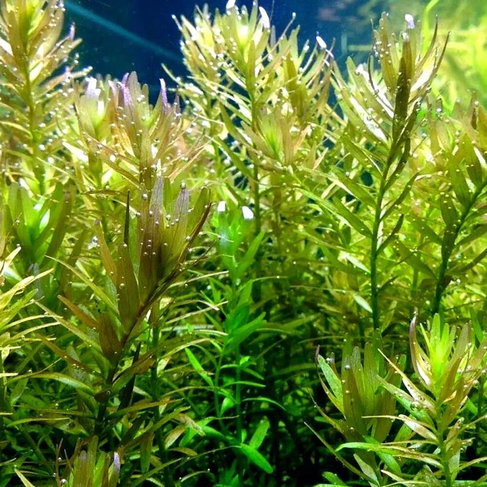 Растение ротала. Ротала Индика (Rotala Indica). Ротала Ротундифолия. Ротала круглолистная Rotala rotundifolia. Ротала Индика круглолистная.