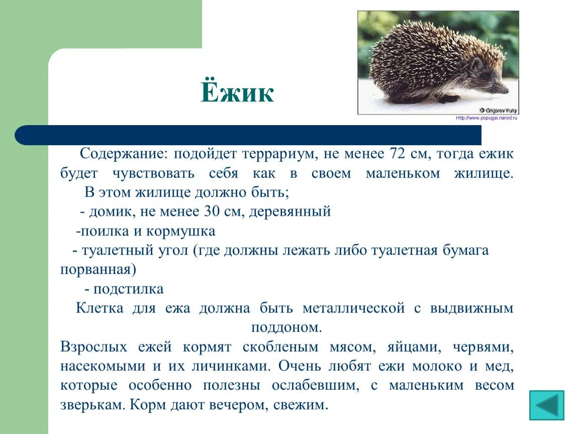 Уголок природы животные. Ежик с вопросом. Кроссворд про животных еж. Ежик информация для детей. Кроссворды ежик