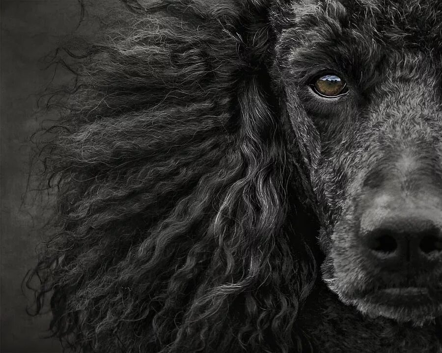 черный пудель рыжий кот слушать