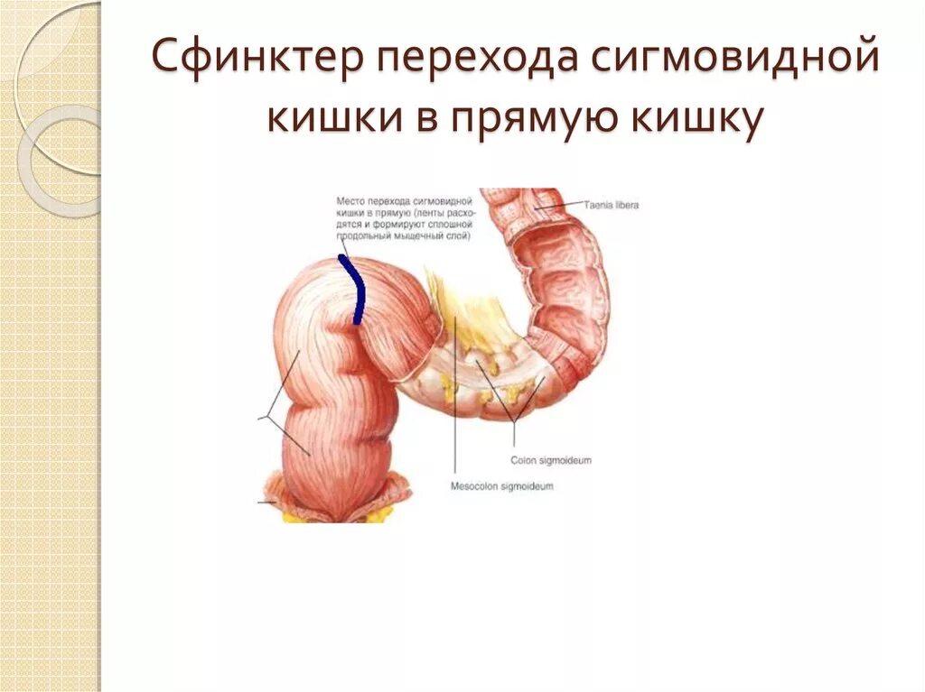 Сфинктерный аппарат Толстого кишечника. Сфинктеры прямой и сигмовидной кишки. Строение сфинктера и толстой кишки. Сфинктеры толстой кишки внутренний и наружный. Сколько сфинктеров