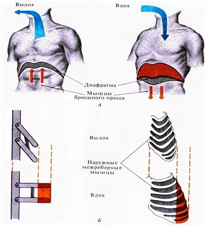 Движение функции дыхания. Биомеханика дыхательных движений вдоха и выдоха. Биомеханика внешнего дыхания физиология. Функция внешнего дыхания. Биомеханика дыхательных движений. Биомеханика внешнего дыхания изменения объема грудной полости.