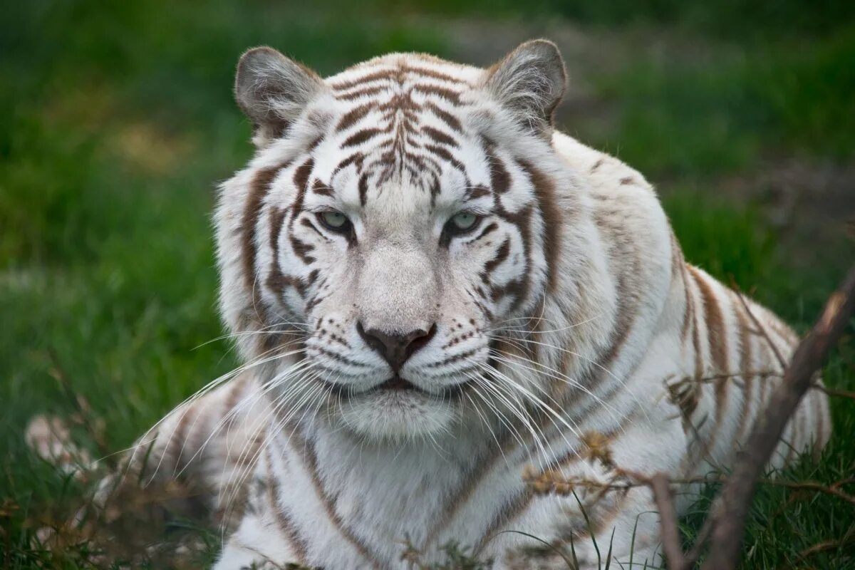 Какой тигр белый. Уссурийский тигр белый. Уссурийский тигр белый тигр. Уссурийский тигр альбинос. Белый тигр альбинос.