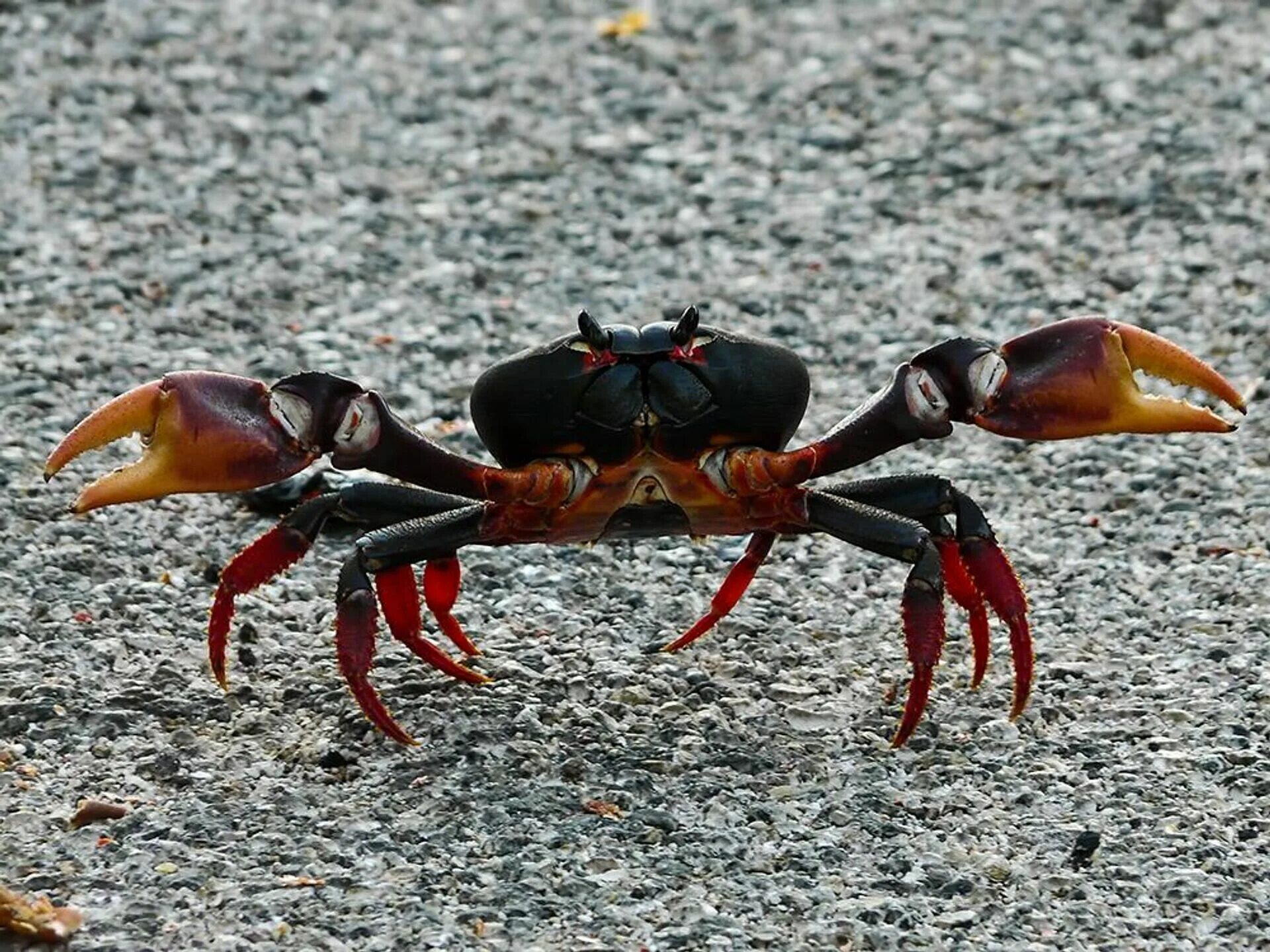 Краб пресмыкающиеся. Gecarcinus ruricola. Крабы 2022. Черный краб.