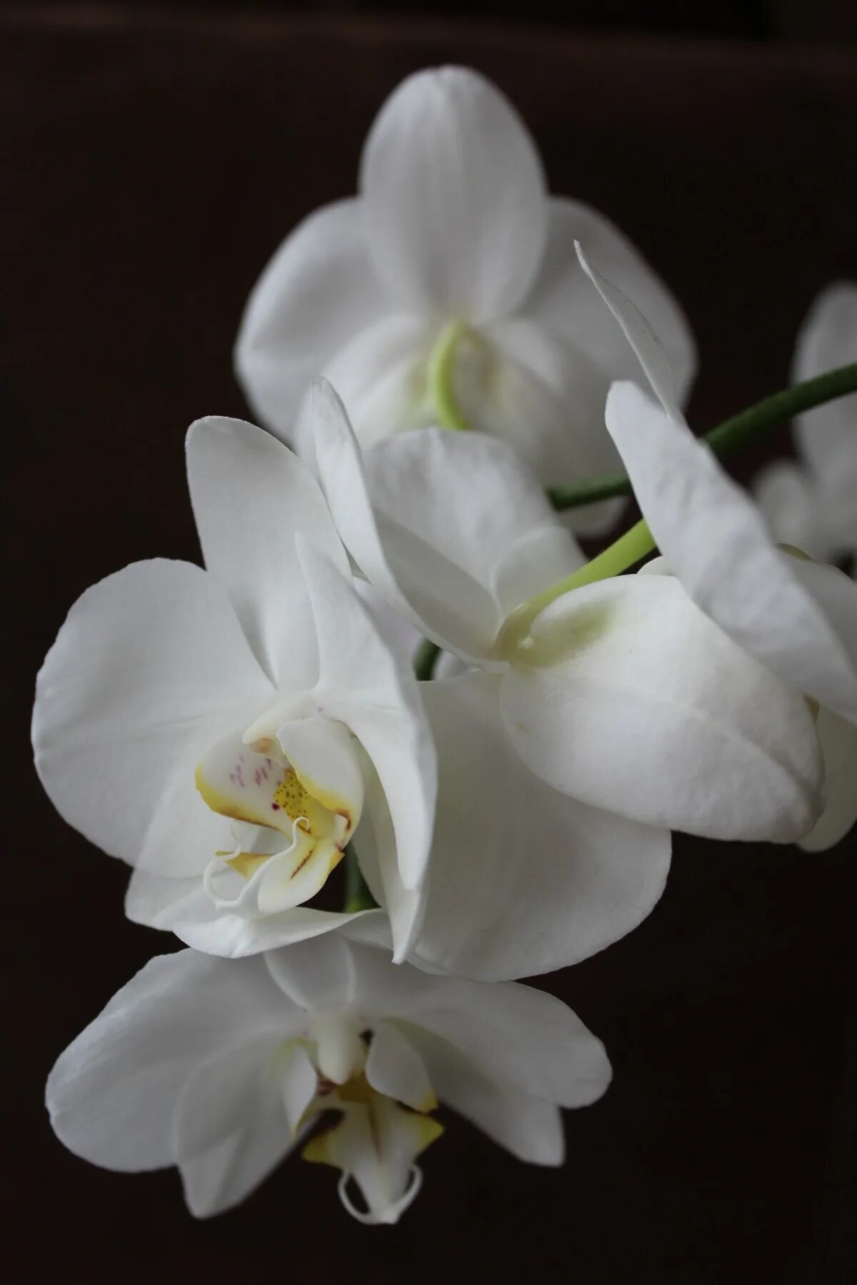 Орхидея дикий белый фото Orchids Flower water drops free image download