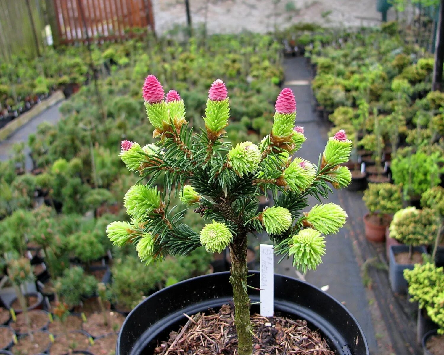 Хвойные цены. Ель Picea omorika Medusa. Ель обыкновенная (Picea Abies "Medusa". Ель Акрокона пуш. Picea Abies (ель обыкновенная) 'Pusch'.