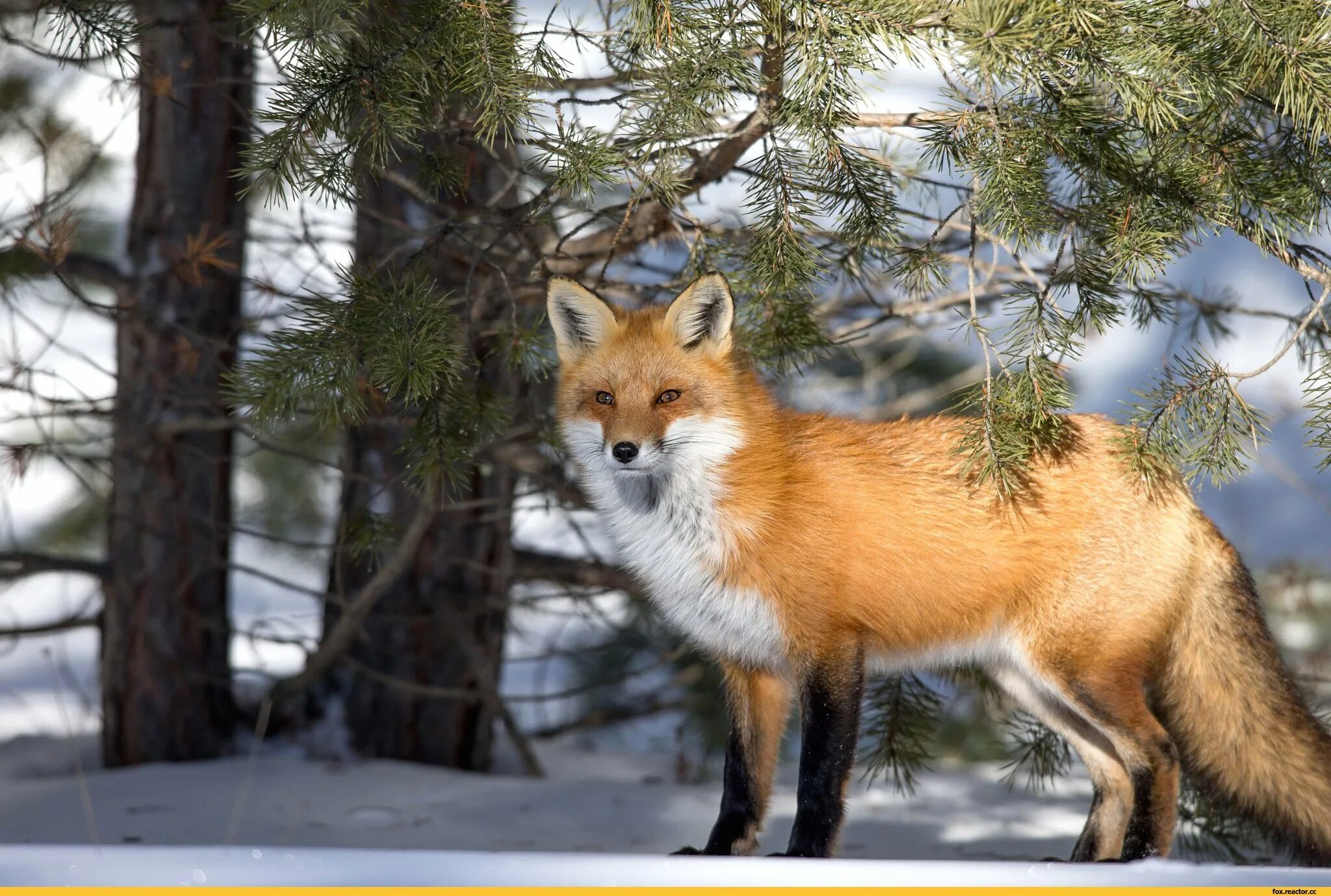 рыжая лиса. лис олень. олень и лиса фото. синица лисица олень. синица лисица олень.