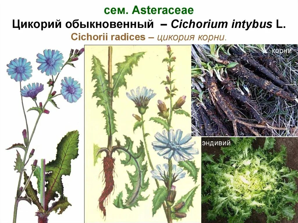 Цикорий группа растений. Цикорий обыкновенный — Cichorium intybus l.. Цикорий (Cichorium intybus) корни. Цикорий обыкновенный корень. Цикорий обыкновенный (Cichorium intybus) – Василек.