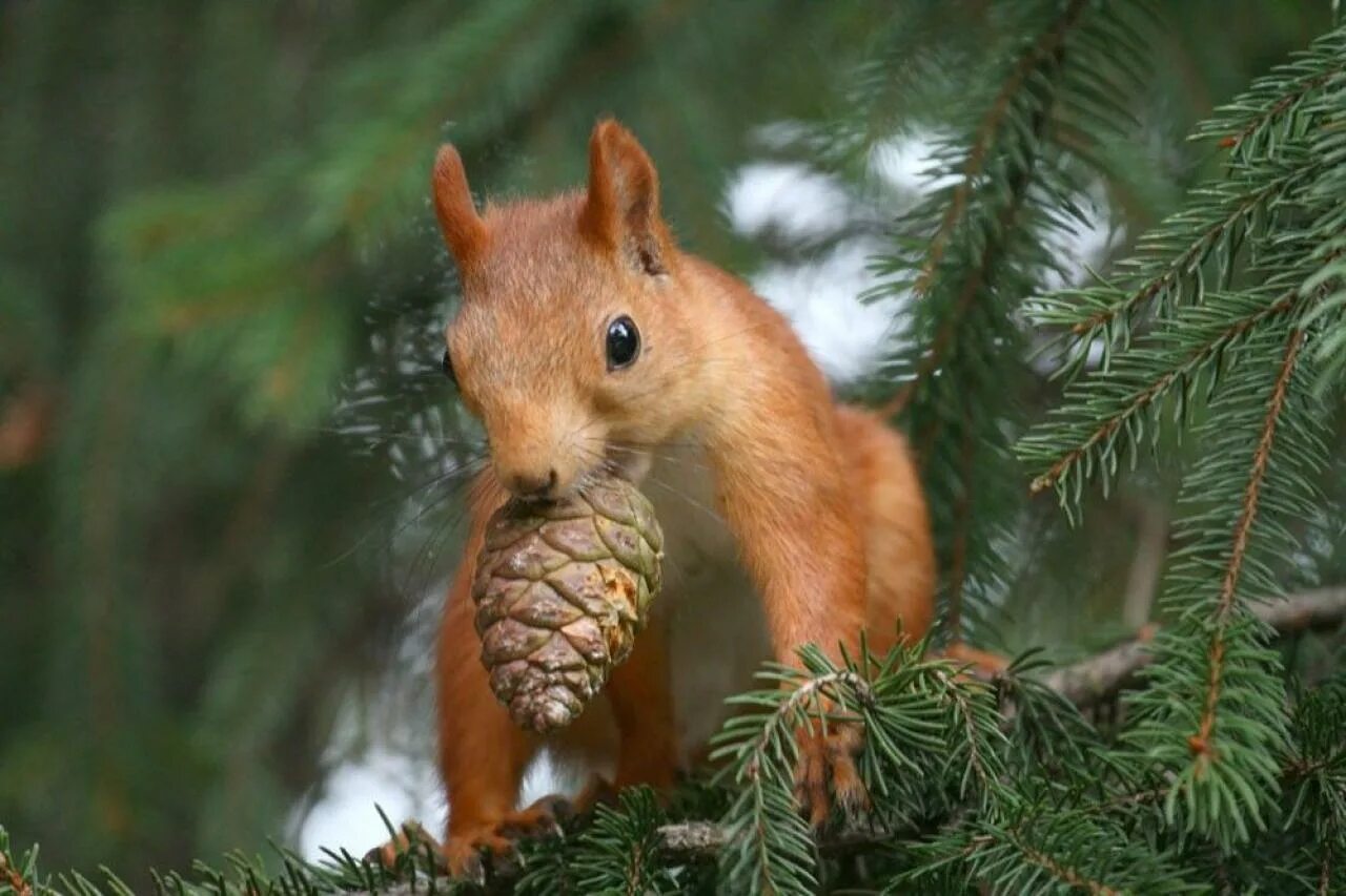 белка лесная. обыкновенная белка. белочка лесная. белочка лесная. белка лесная.