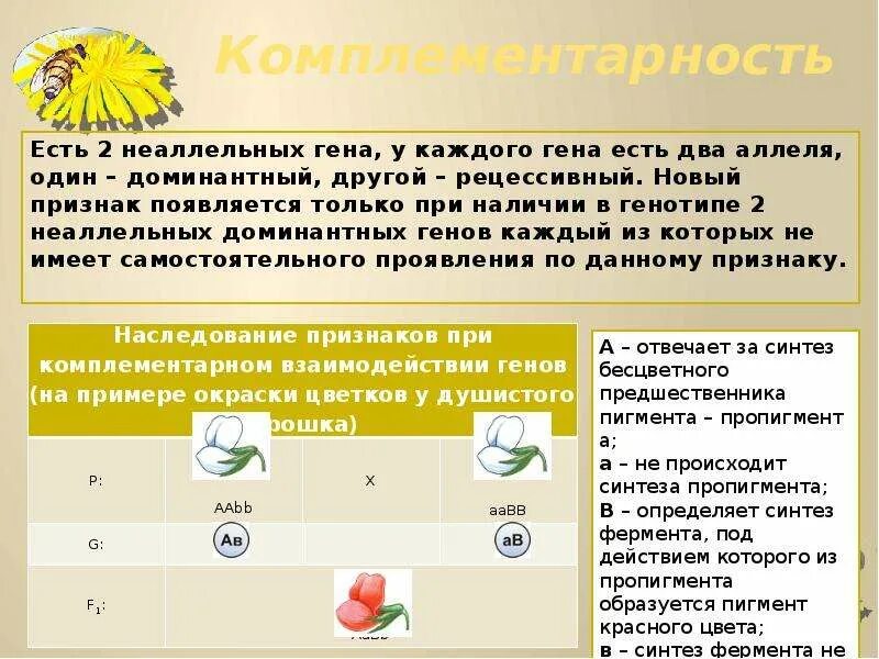 Взаимодействие генов презентация 10 класс. Презентация по биологии взаимодействие неаллельных генов. Взаимодействие неаллельных генов. Типы взаимодействия неаллельных генов презентация. Два доминантных неаллельных Гена.