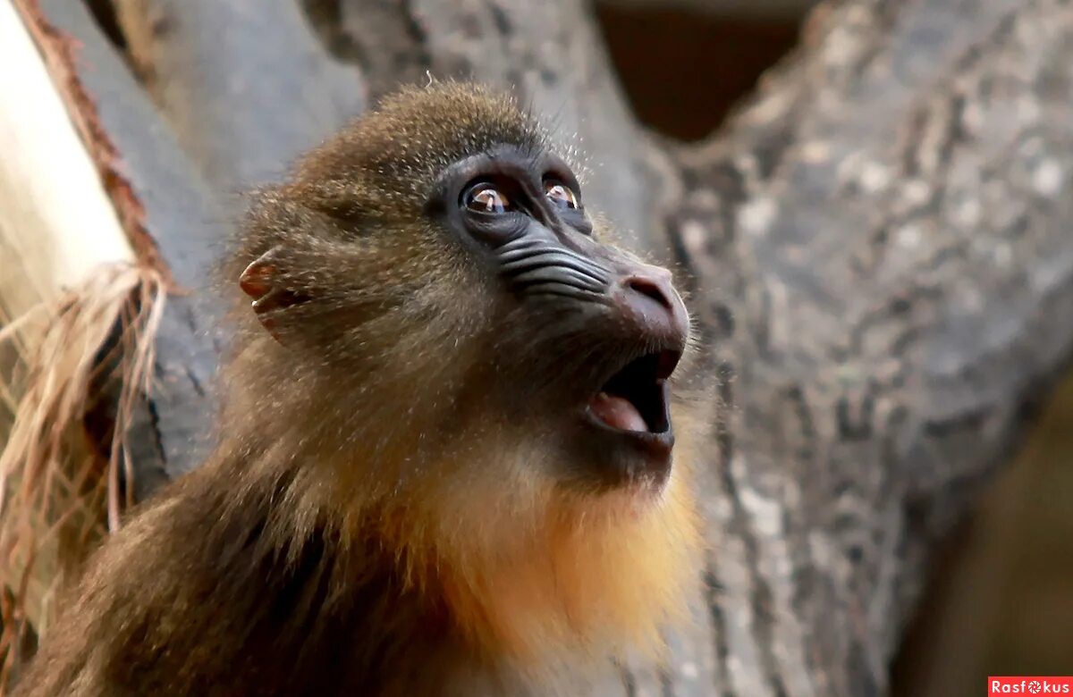 детеныш бабуина. гамадрил обезьяна детеныш. обезьяны. обезьяна гамадрил. мелкий павиан.