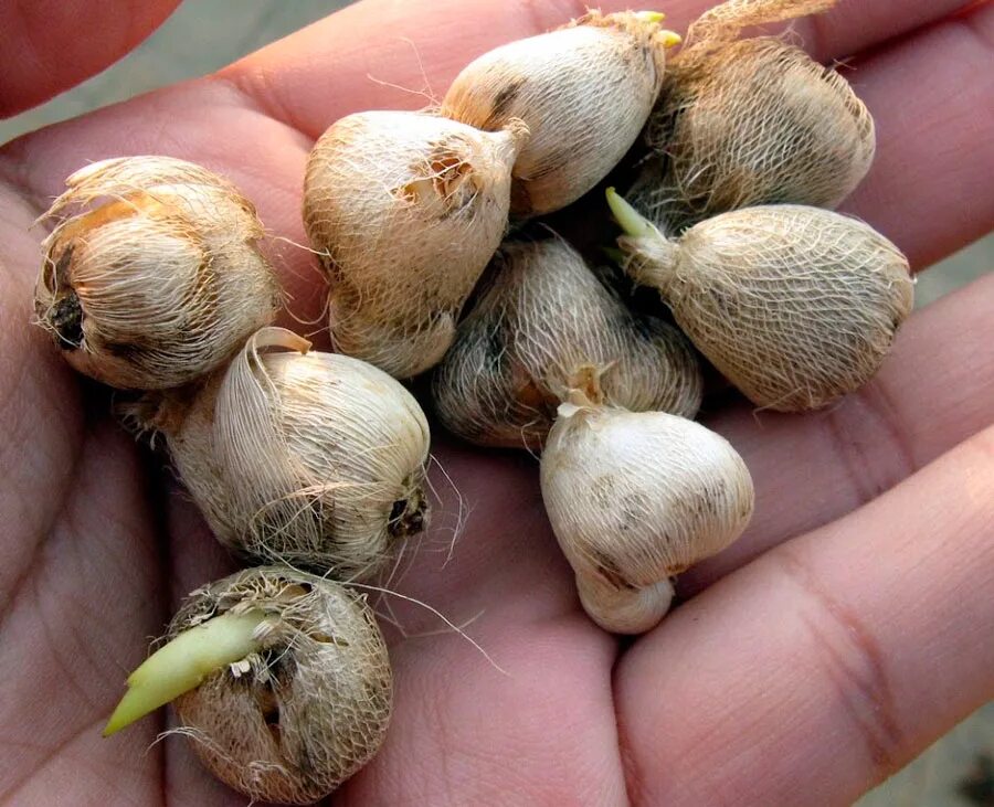 Фрезия махровая цветок. Фрезия клубневая. Фрезия клубневая. Фрезия дабл микс цветок. Луковичные многолетники фрезия.