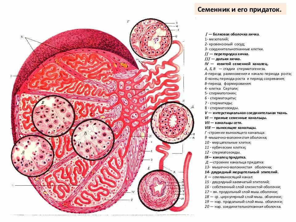 Мужская половая система гистология препараты. Сем еникгистология строение. Семенник яичко гистология строение. Мужская половая система семенник гистология. Белковые канальцы