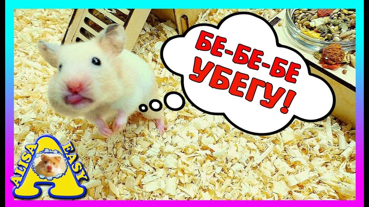 Easy pets. Алиса ИЗИ петс хомяки. Алиса ИЗИ Pets хомяки Роборовского. Алиса ИЗИ петс хомяки старые. Алиса ИЗИ петс ютуб.