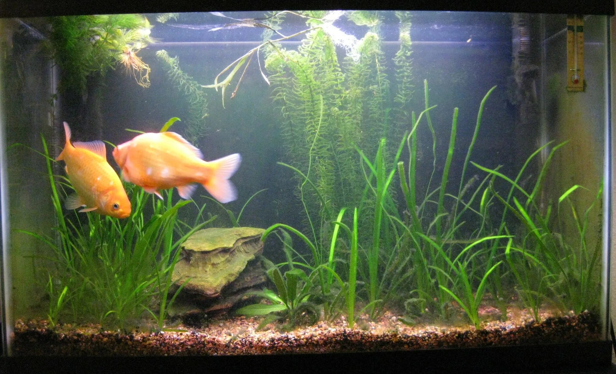 Золотая рыбка в аквариуме. Растение Золотая рыбка. Аквариум с золотыми рыбками и растениями. Аквариумные растения для золотых рыбок. В аквариуме было 36 рыбок