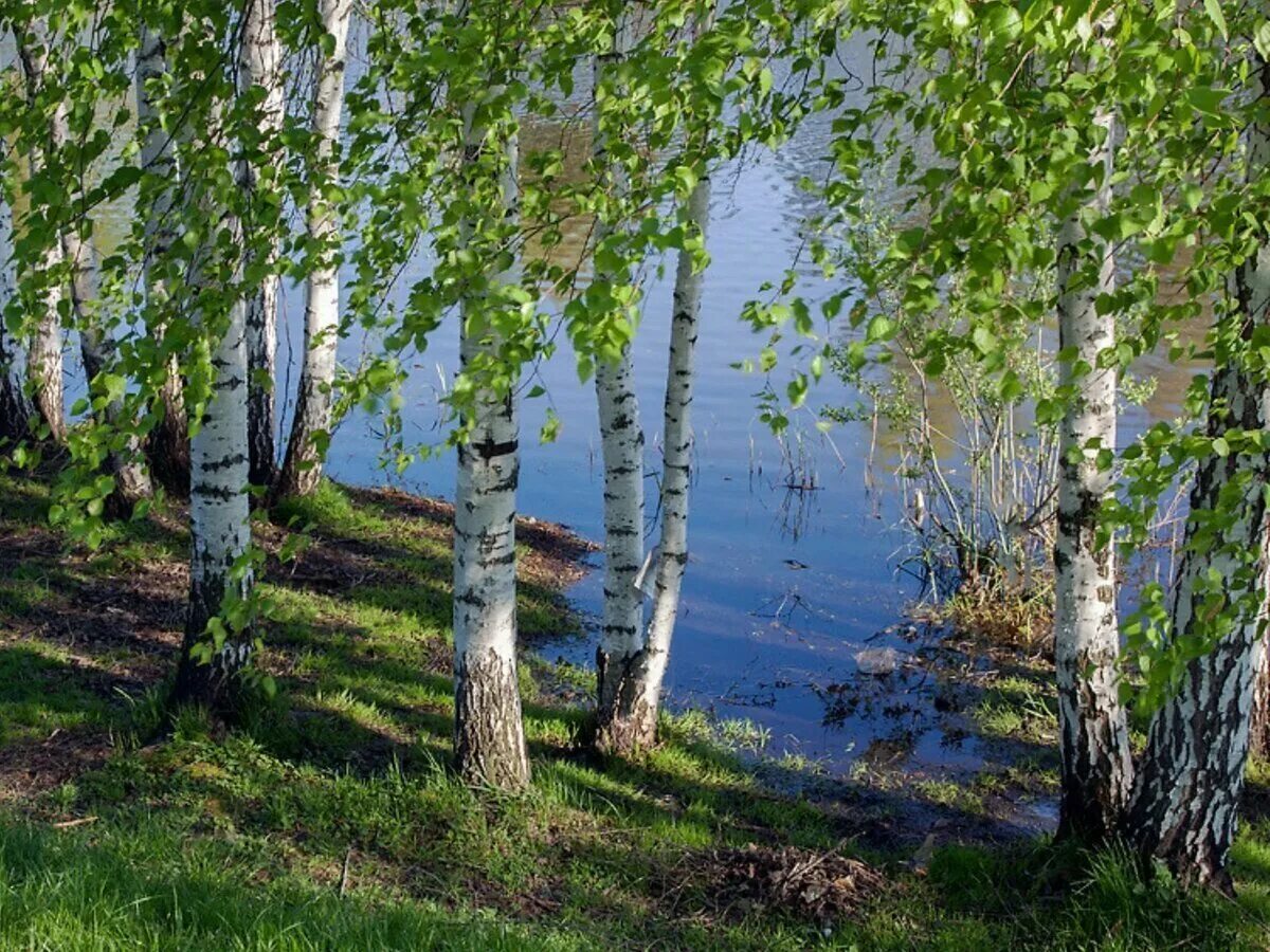 Калужские и тульские перелески. Березовая роща Тутаев. Березовая роща деревня. Березовая роща Иваново озеро. Русская природа Березовая роща Березки.