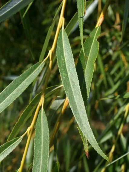 Salix alba leaf. Ива остролистная (salix acutifolia). Ива остролистная (salix acutifolia). Ива белая (salix alba). Ива salix.