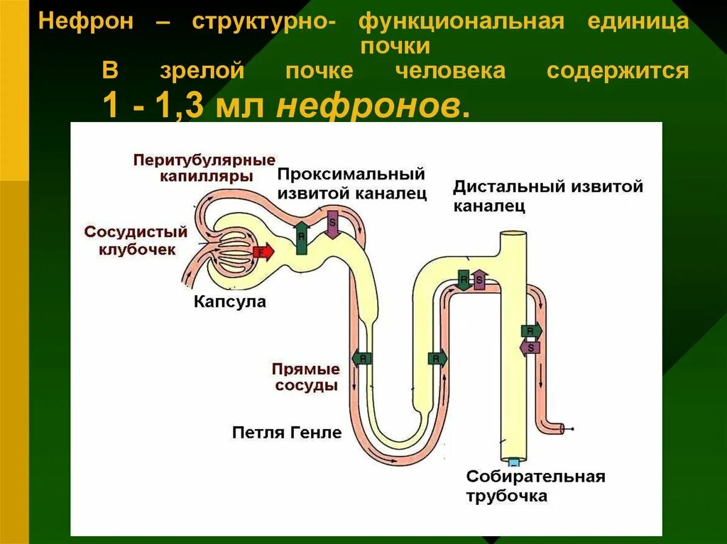 Нефрон почки ОГЭ. Строение нефрона структурной единицы почки. Нефрон почки строение ОГЭ. Нефрон – функционально-структурная единица почки. Структурная функциональная единица почки называется