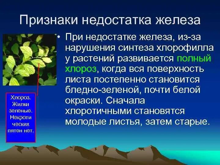 Недостаток железа у растений. Хлороз листьев недостаток железа. Хлороз малины. Недостаток микроэлементов у томатов. Хлороз листьев томатов.